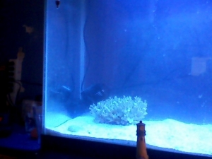 my tank