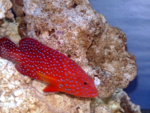 Miniatus grouper - best photo yet