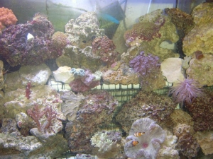 a_few_corals