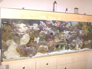 my_fish