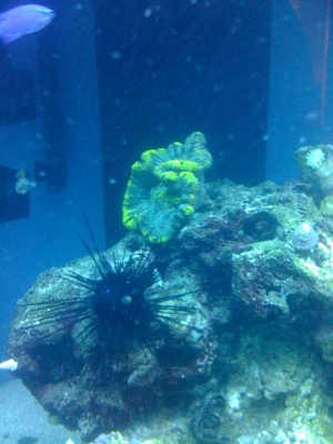 Open Brain & Urchin