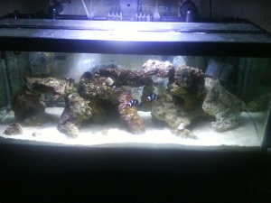 my tank