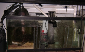 My 30 gal sump/Refuge