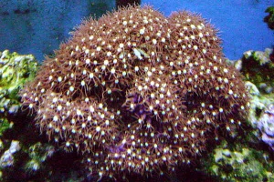 Star Polyps