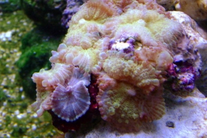 Mushroom Rock