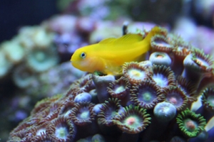 Yellow Clown Goby