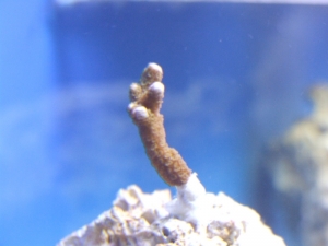 Orange Digi Frag