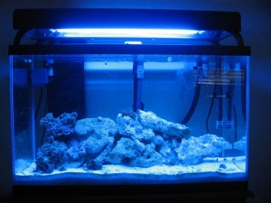 Tron's 30 gal at 4 months