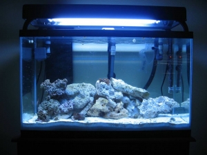 Tron's 30 gal at 4 months