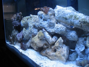 Tron's 30 gal at 4 months