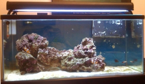 my first tank