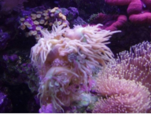 Whisker Coral