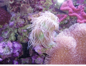 Whisker Coral