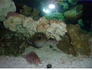 puffer2