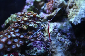 skunk cleaner shrimp