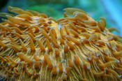 plate coral