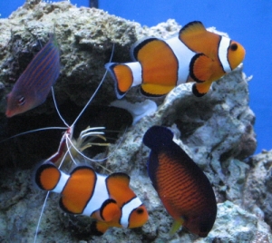 My fish