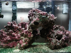 My 10gal SW tank