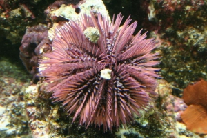 90 Gallon photo's