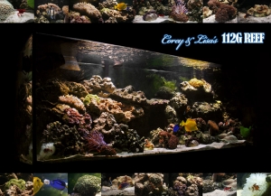Our 112G Reef Tank