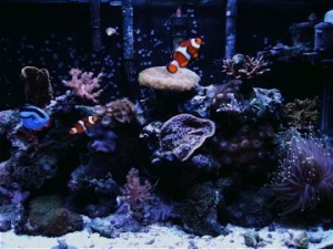 my 30gal bow