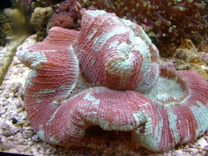 Red and Green Brain Coral