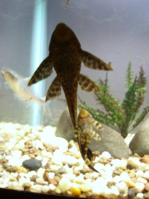 Plecostomus love