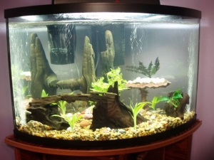 My corner tank