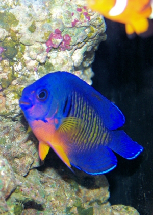 Coral Beauty