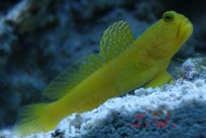 yellow watchman goby