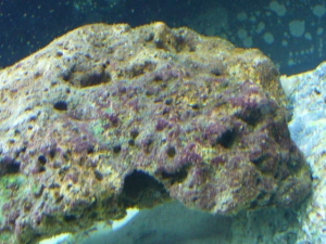 purple under old brown