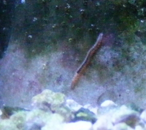 Bristle worm