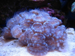 pink caulastrea