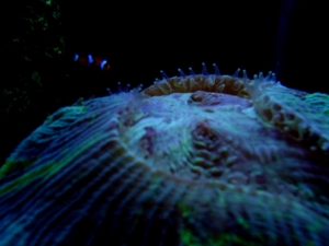 puffy_brain_coral2_