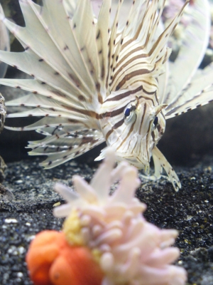 lionfish stare