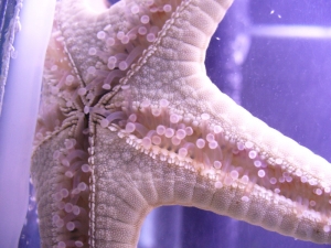 chocolate covered i mean chip starfish