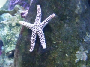 starfish
