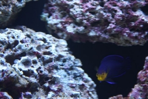 24gal JBJ Nano
