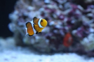 24gal JBJ Nano