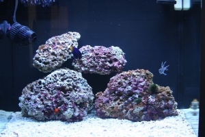24gal JBJ Nano