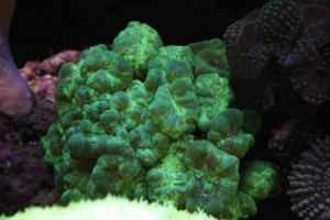 caualastrea green