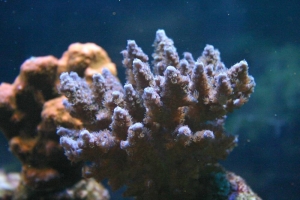 sps in my tank