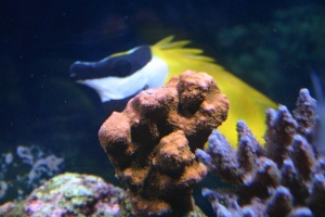 sps in my tank