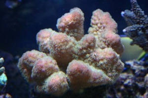 sps in my tank