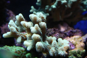 sps in my tank