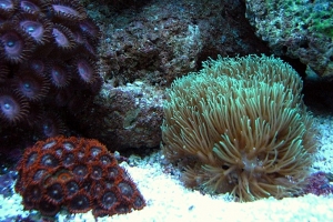 Star polyps with zoas
