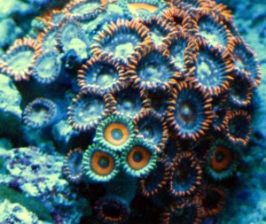 Zoas under actinic lighting