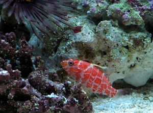 Red Blotched Perchlet