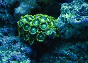 Green zoas under actinic lights