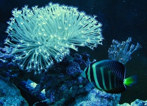 Long polyped Toad Stool under actinic lignts